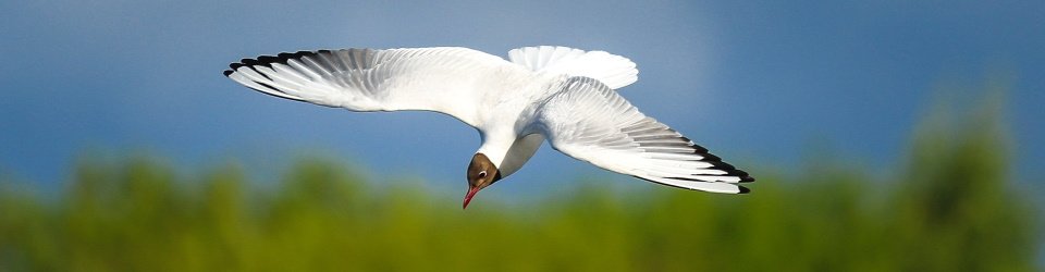 zoeken vinden loslaten